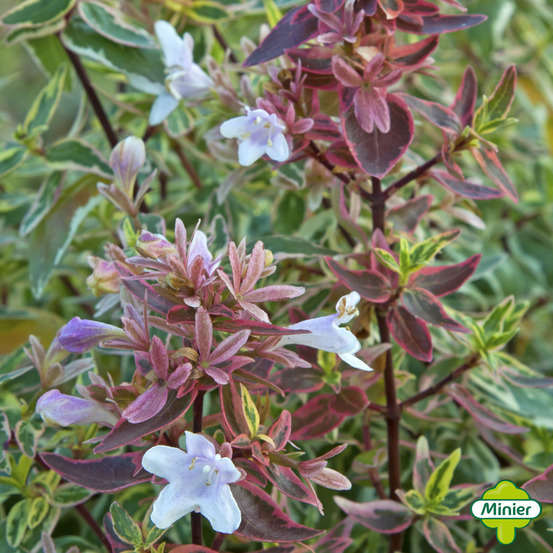 Abelia x grandiflora 'Sparkling Silver '® : conteneur 4,5 litres