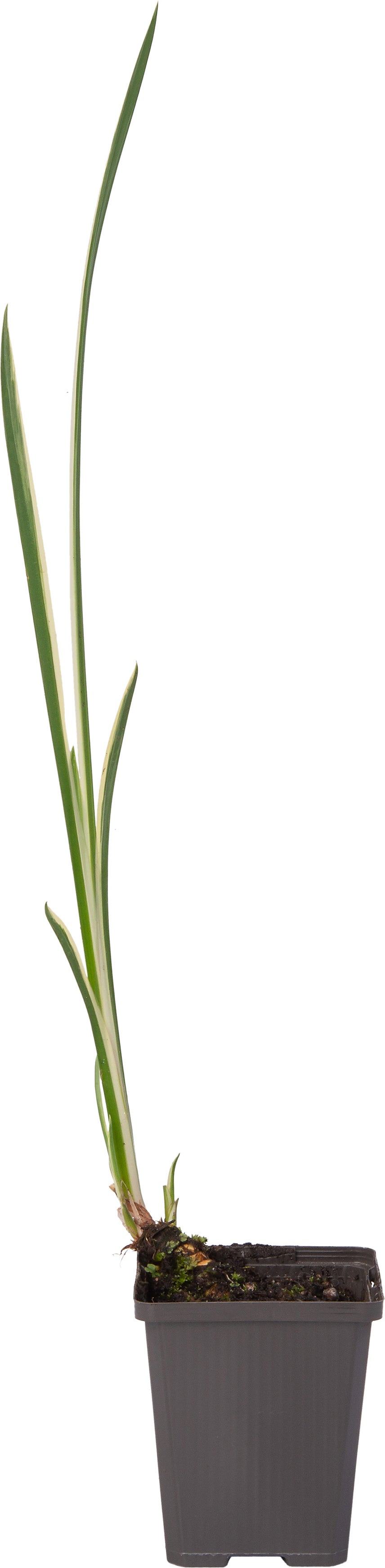 Bonte Kalmoes (Acorus calamus 'Variegata') D 9 H 20 cm