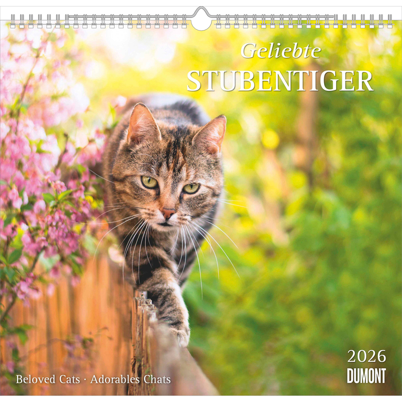 Dumont Bildkalender 2026 Geliebte Stubentiger, 1 Monat / Seite