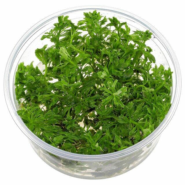 Planta Tropica Iberia Limnophila Sessiflora