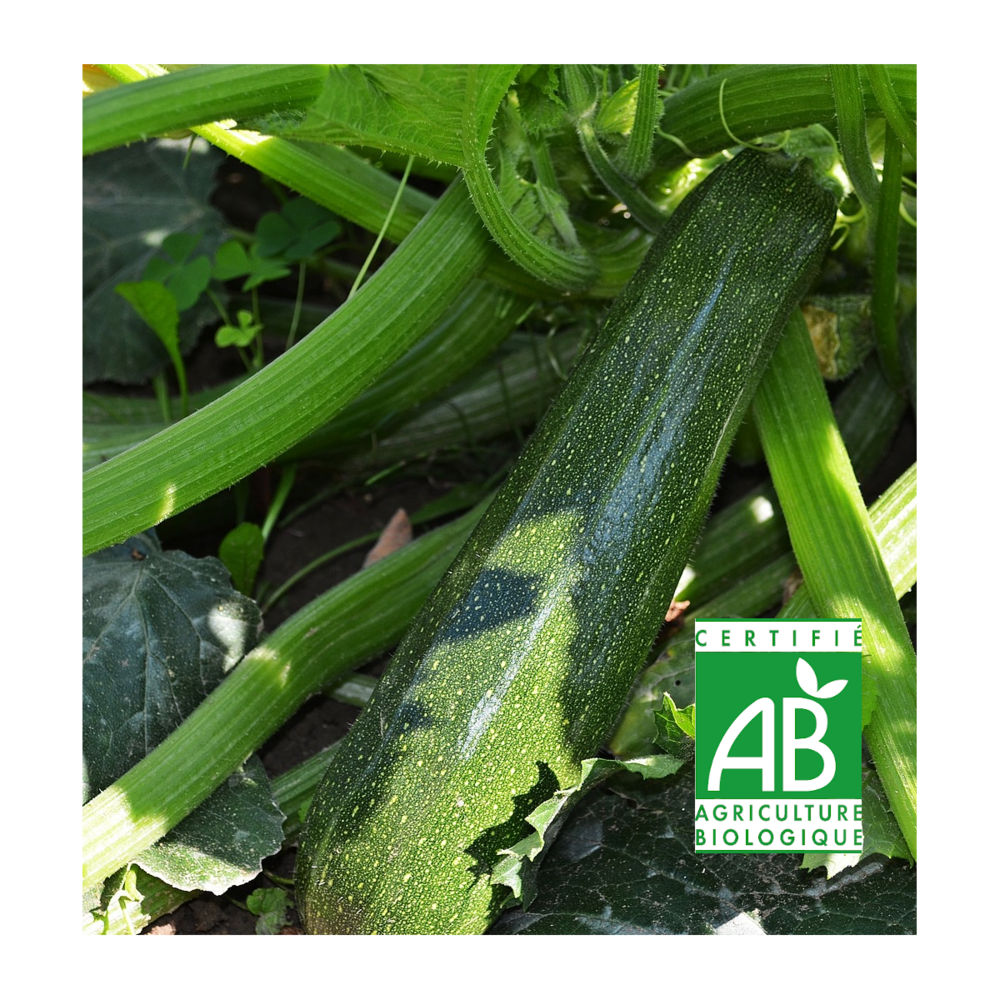 Graines de courgette verte non coureuse des maraichers ab/cucurbita pepo verte non coureuse des maraichers[-]sachet de 2 gr.