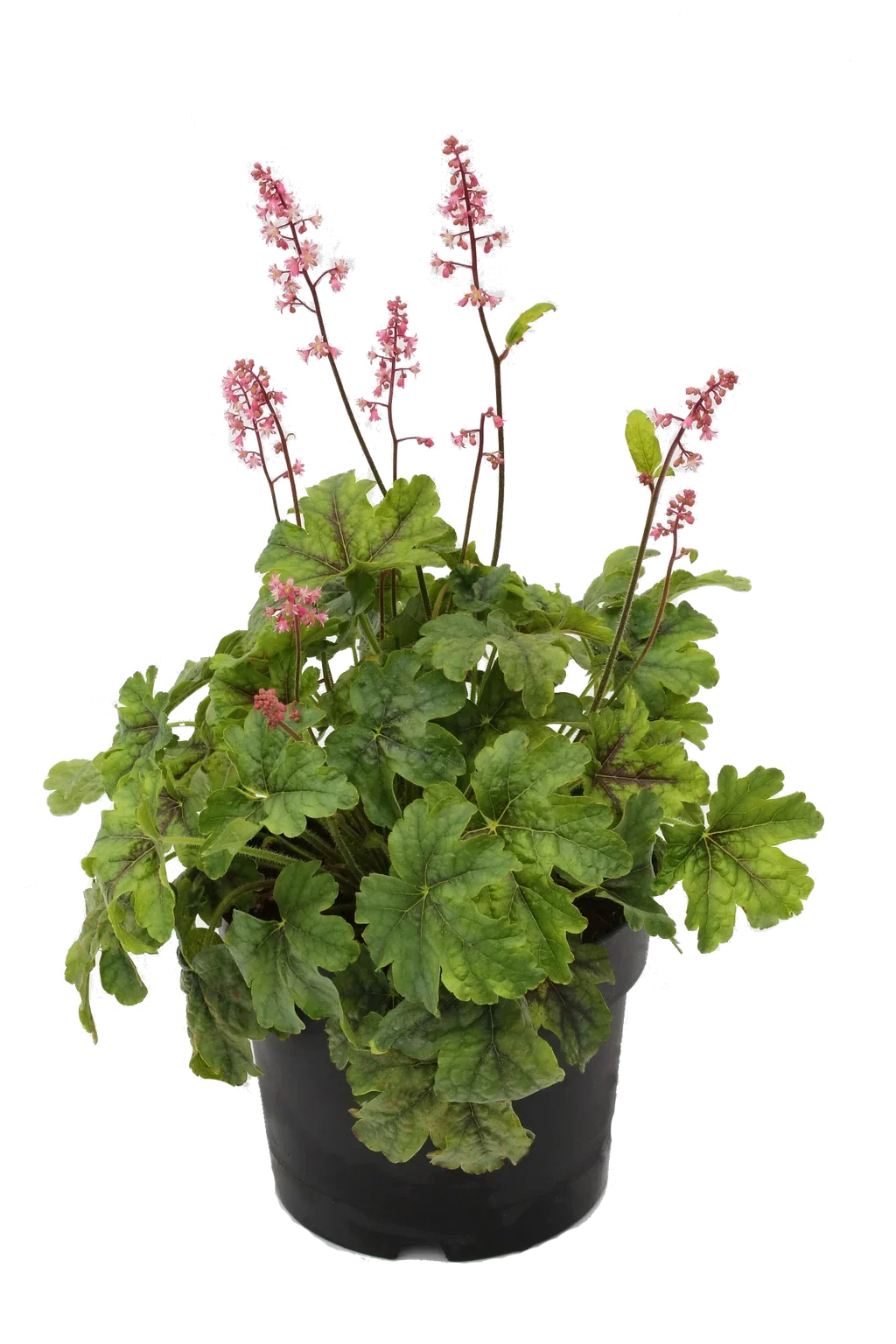 Heuchera Green 15cm Alunrot Ø15 cm