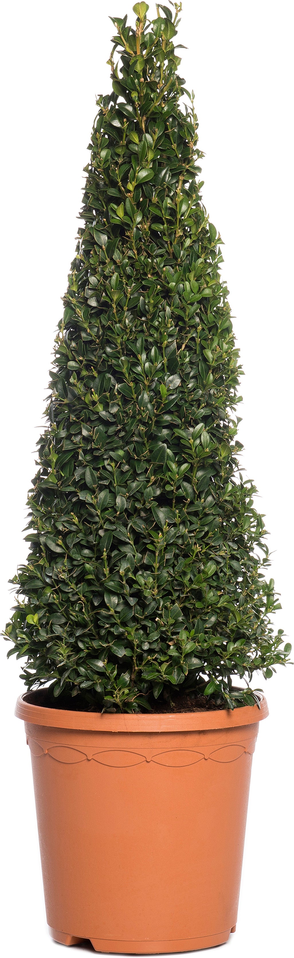 Buxus kegelvorm (Buxus sempervirens) D 21 H 80 cm