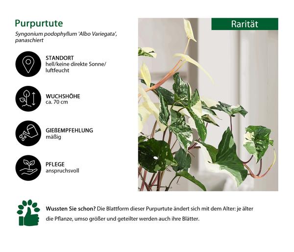 Purpurtute - Syngonium podophyllum 'Albo