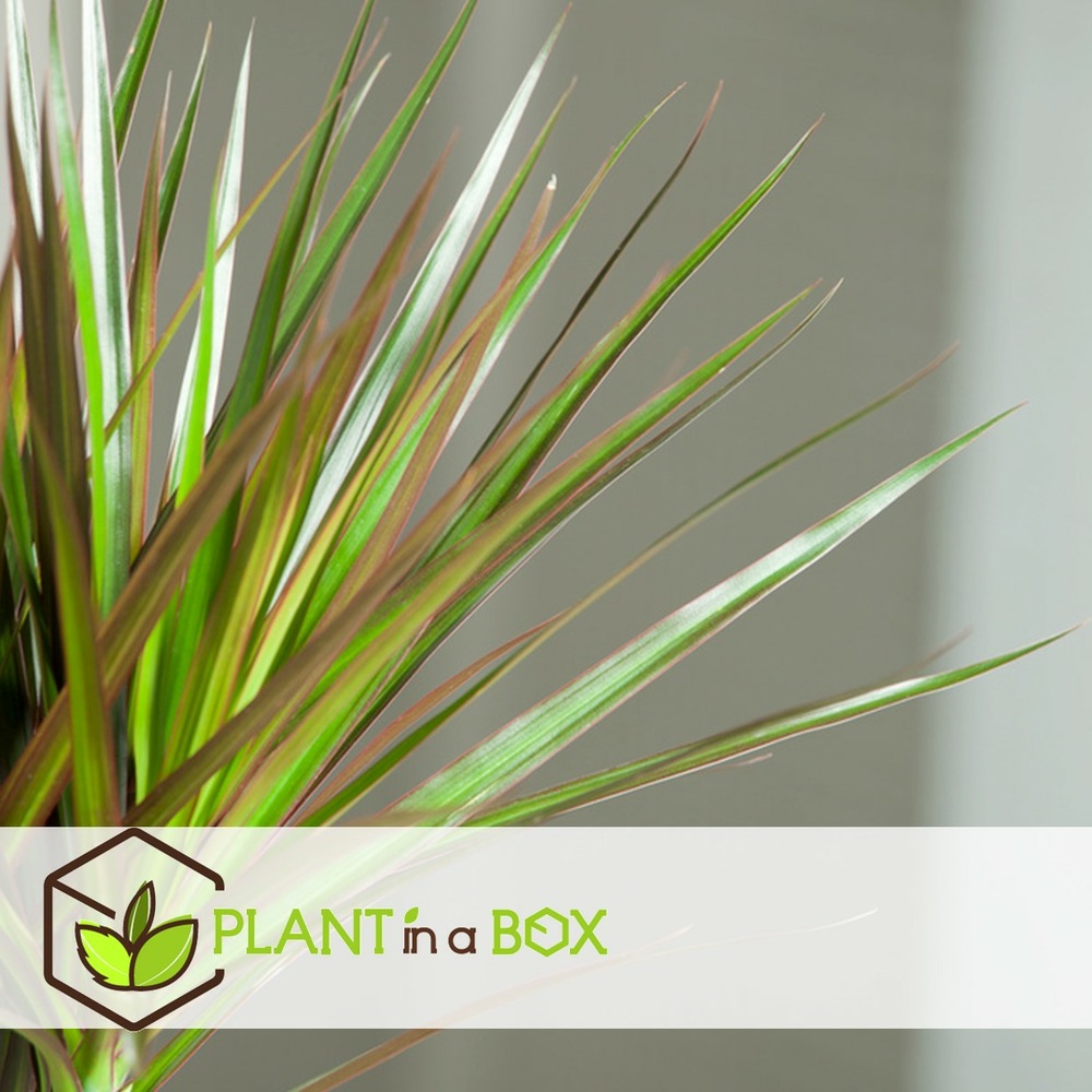 Xl indoor palm mix - mélange de 3 plantes - palme - pot 17cm - hauteur 70-90cm