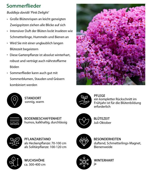 Sommerflieder, verschiedene Sorten