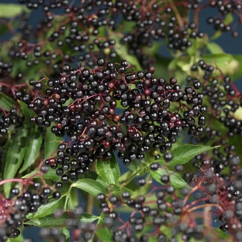Sambucus nigra Svarthyll E Ø22 cm