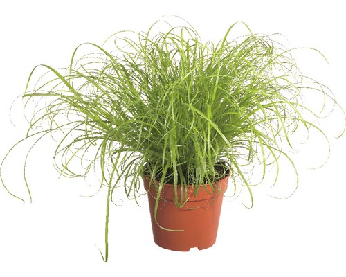 Kattengras 'Zumula' PetSnack FloraSelf Cyperus alternifolius 'Zumula' H 15-25 cm Ø 12 cm pot