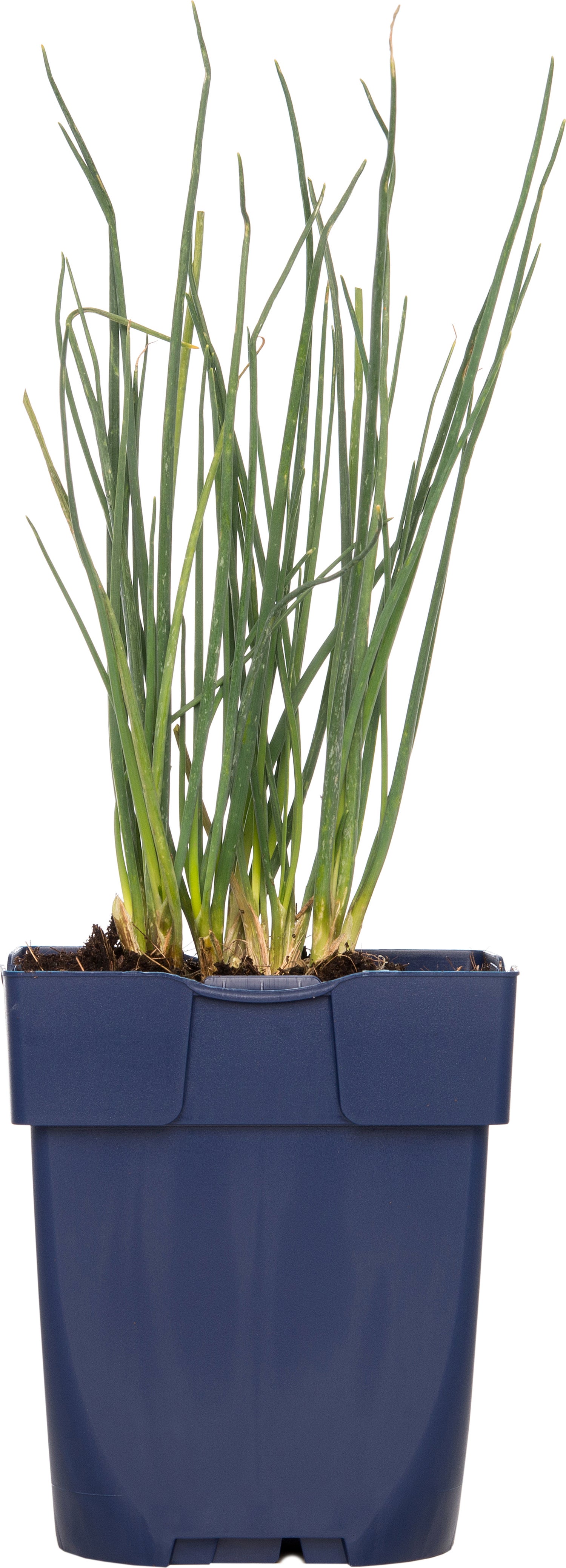 Bieslook (Allium schoenoprasum) D 11 H 10 cm