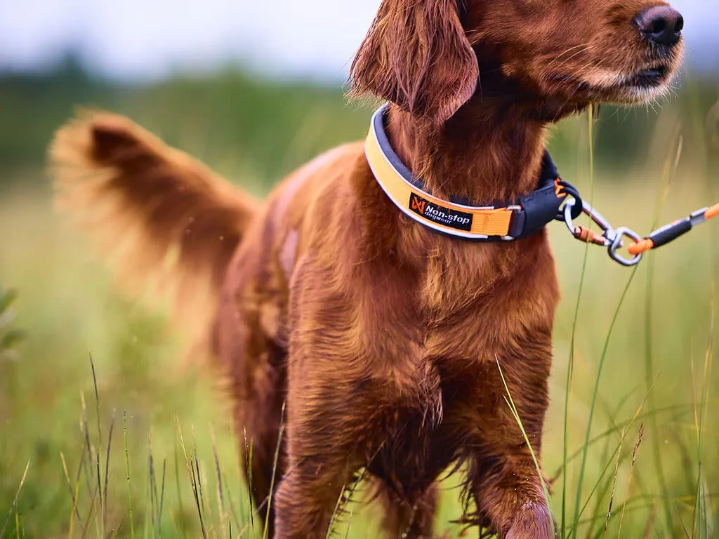 Non-stop Dogwear Protector Collar Orange
