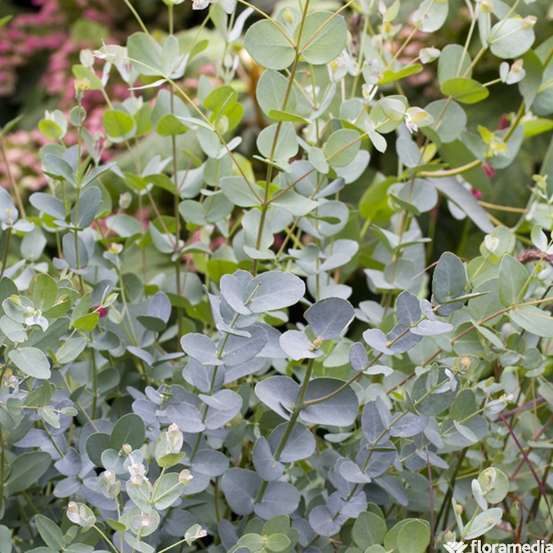 Eucalyptus gunnii silver' pot 10L