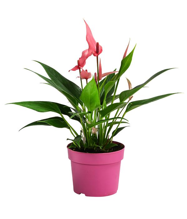Flamingoblume - Anthurium andreanum 'Lilli'