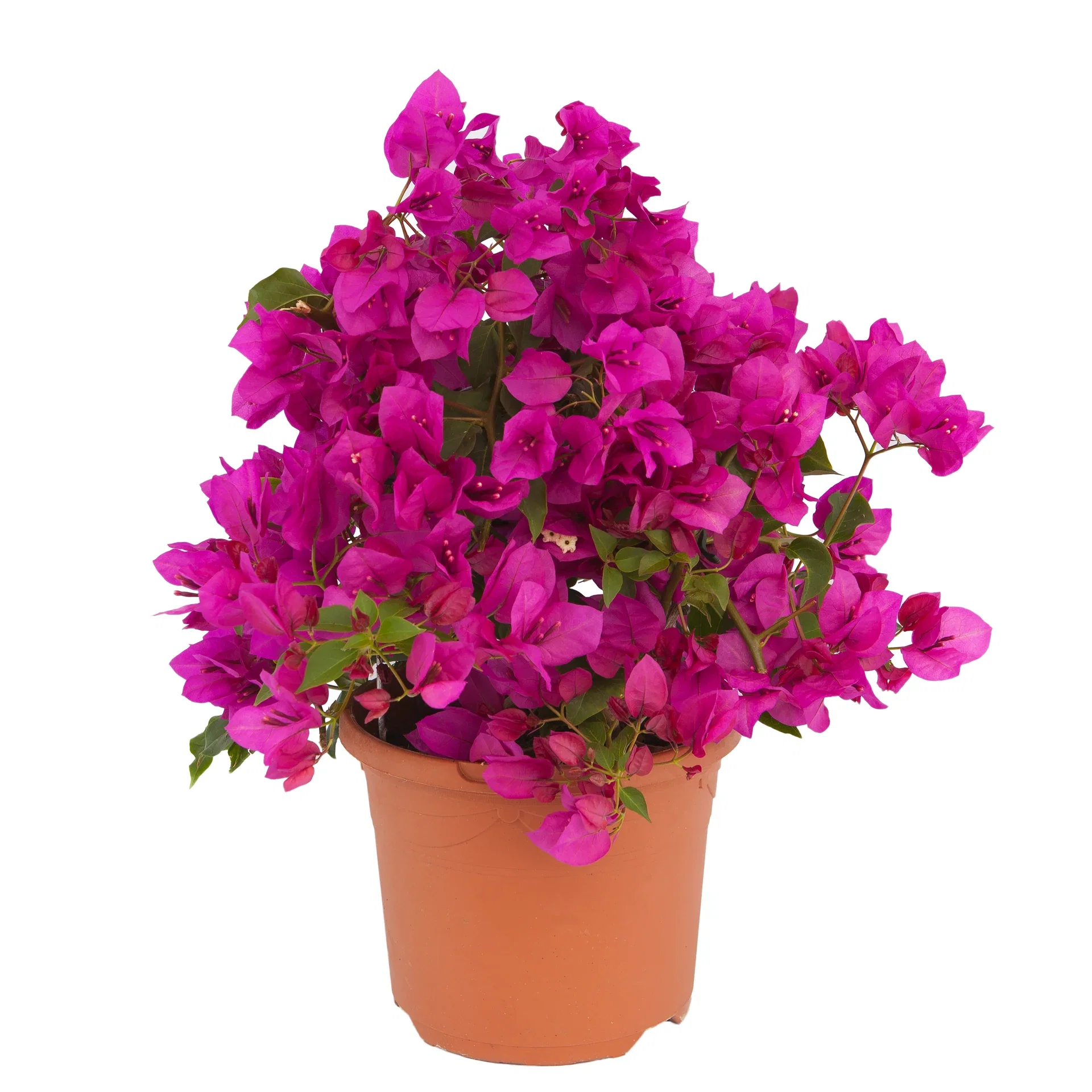 Bougainvillea 'Renate' Trillingblomst Ø19 cm