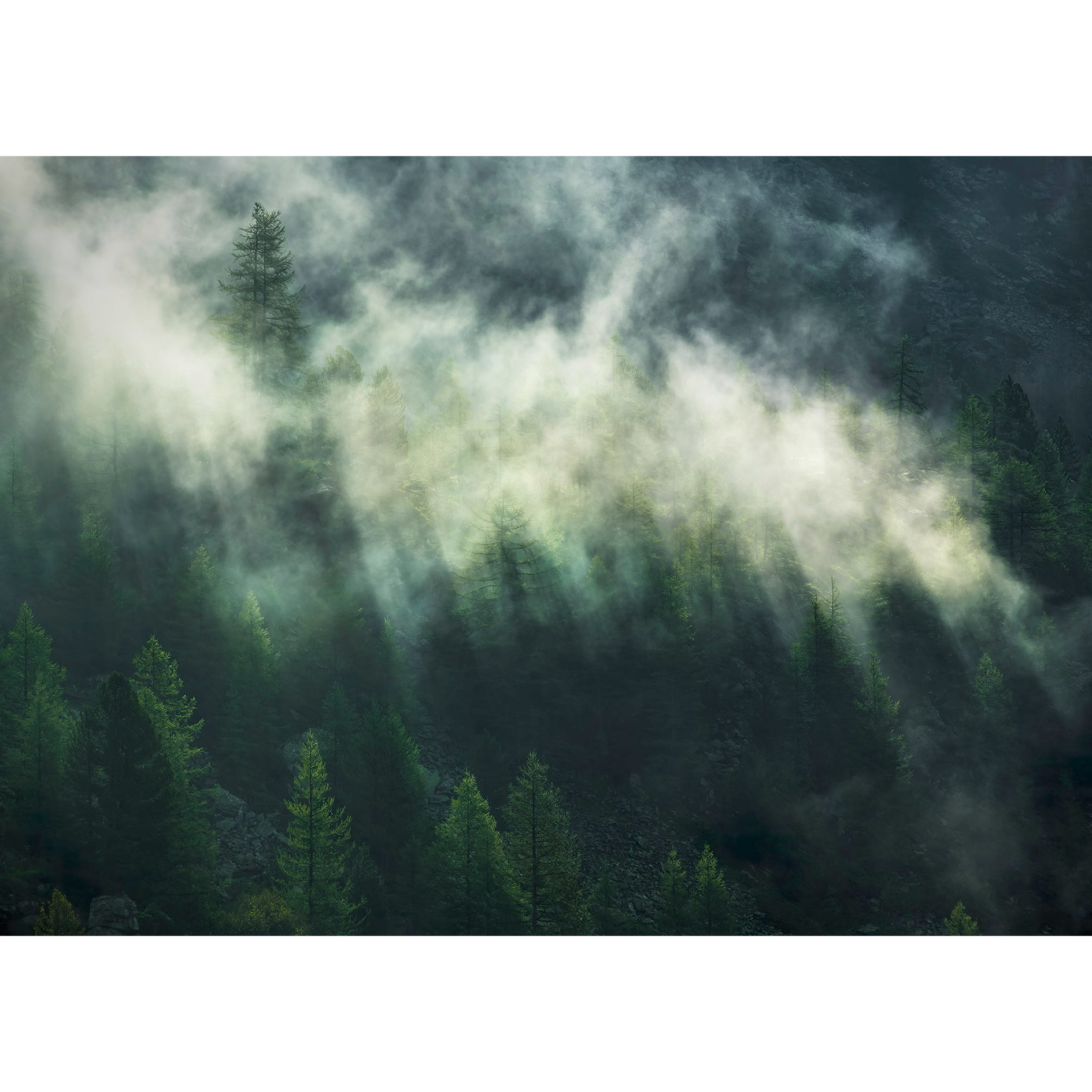 Vlies-Fototapete MISTY CROWNS - grün-weiß - 350x250 cm