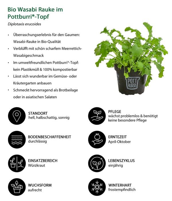 Bio Wasabi Rauke im Pottburri®-Topf
