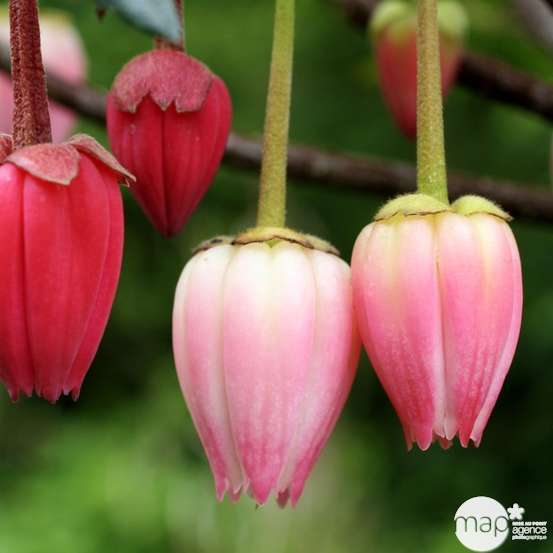 Crinodendron hookerianum : ctr 5 L