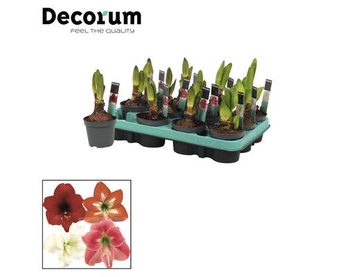 Amaryllis, Knight's Star MIX FloraSelf Hippeastrum 'Hummingbird' Ø 9 cm pot 2 bloemen