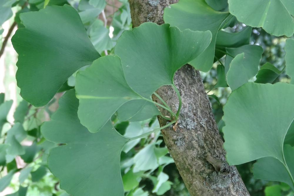 Jardin dans le sac - ginkgo - 4 graines - ginkgo biloba