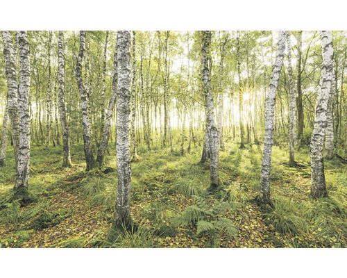 Vliesbehang SH043-VD4 Stefan Hefele Ed 1 Berkenbomen 4-delige set 400 x 250 cm