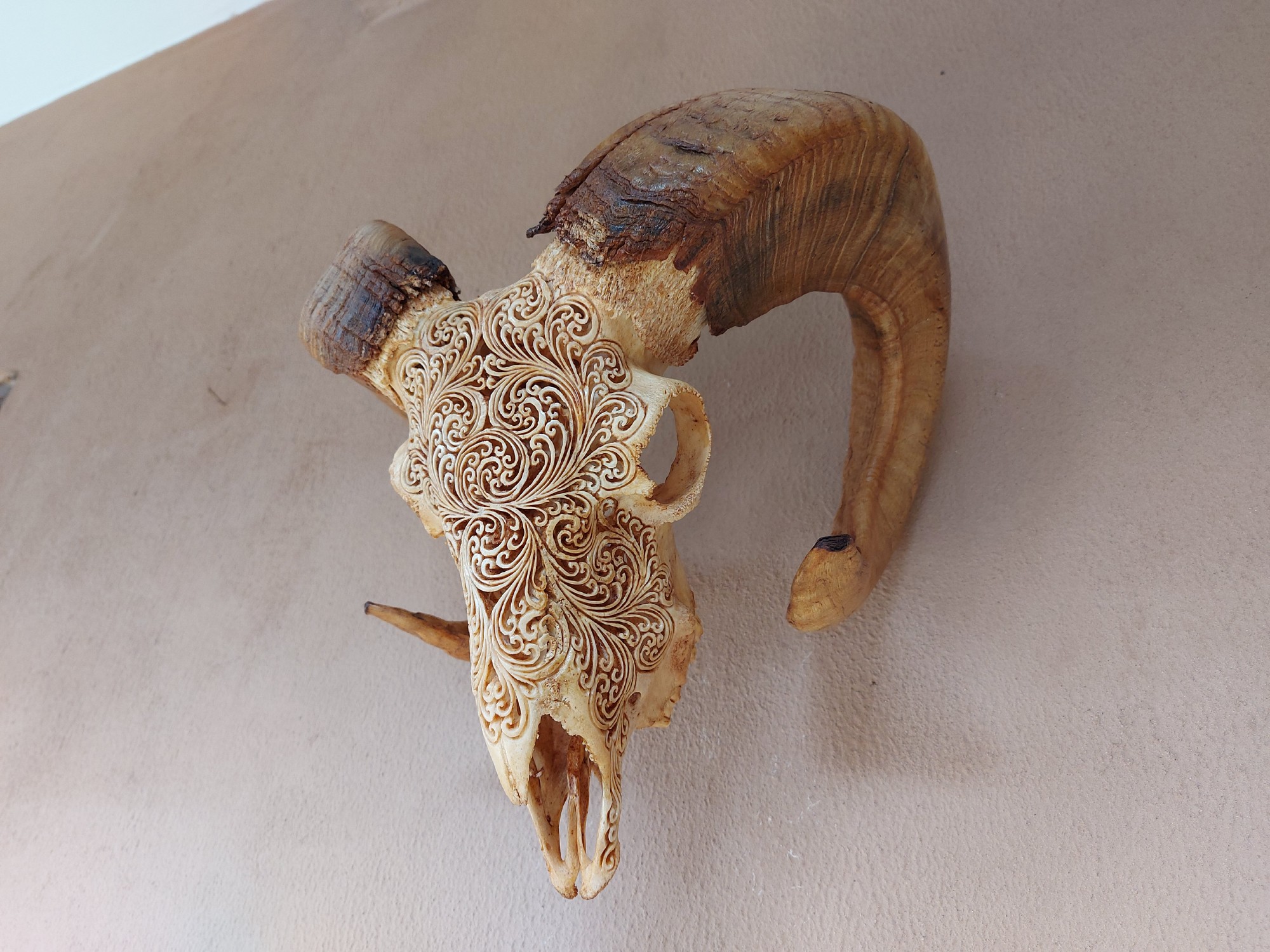 Widderschädel 'Ram', antikbraun, B 60 cm, H 40 cm, L 30 cm von fischer's lagerhaus
