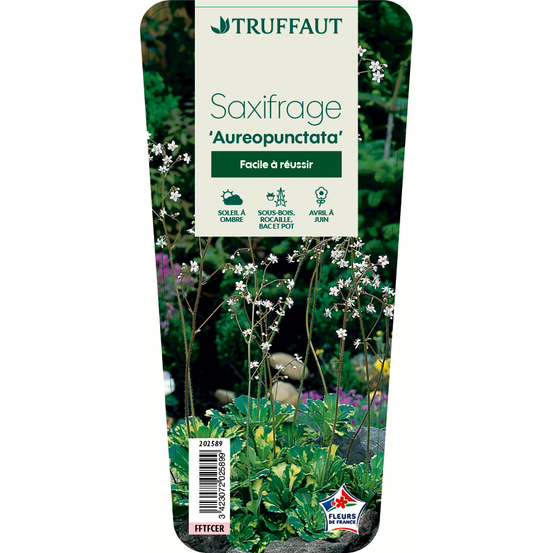 Saxifrage Aureopunctata : godet vert