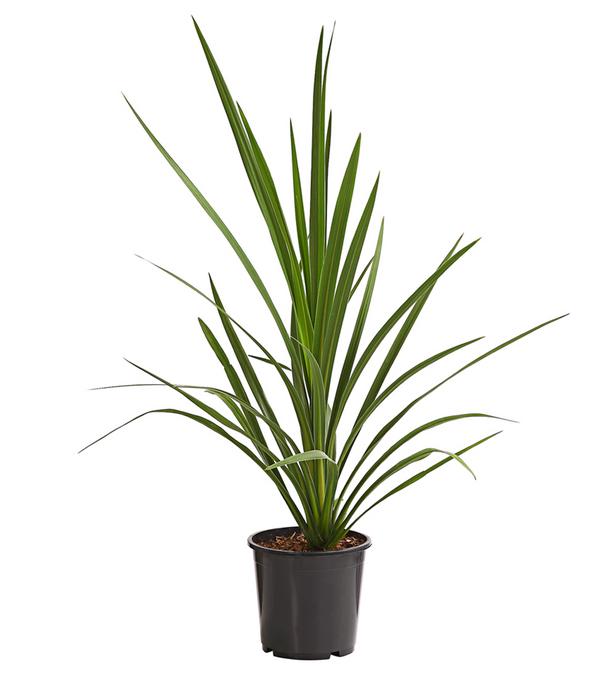Keulenlilie - Cordyline australis