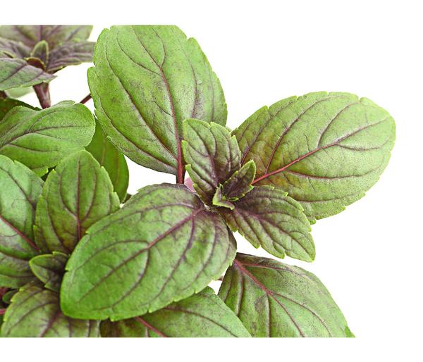 Dehner Gourmet Garten Strauchbasilikum 'Magic