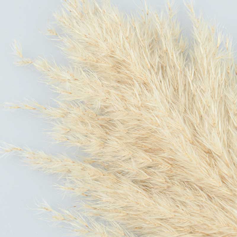 Pampa 'Feathery'