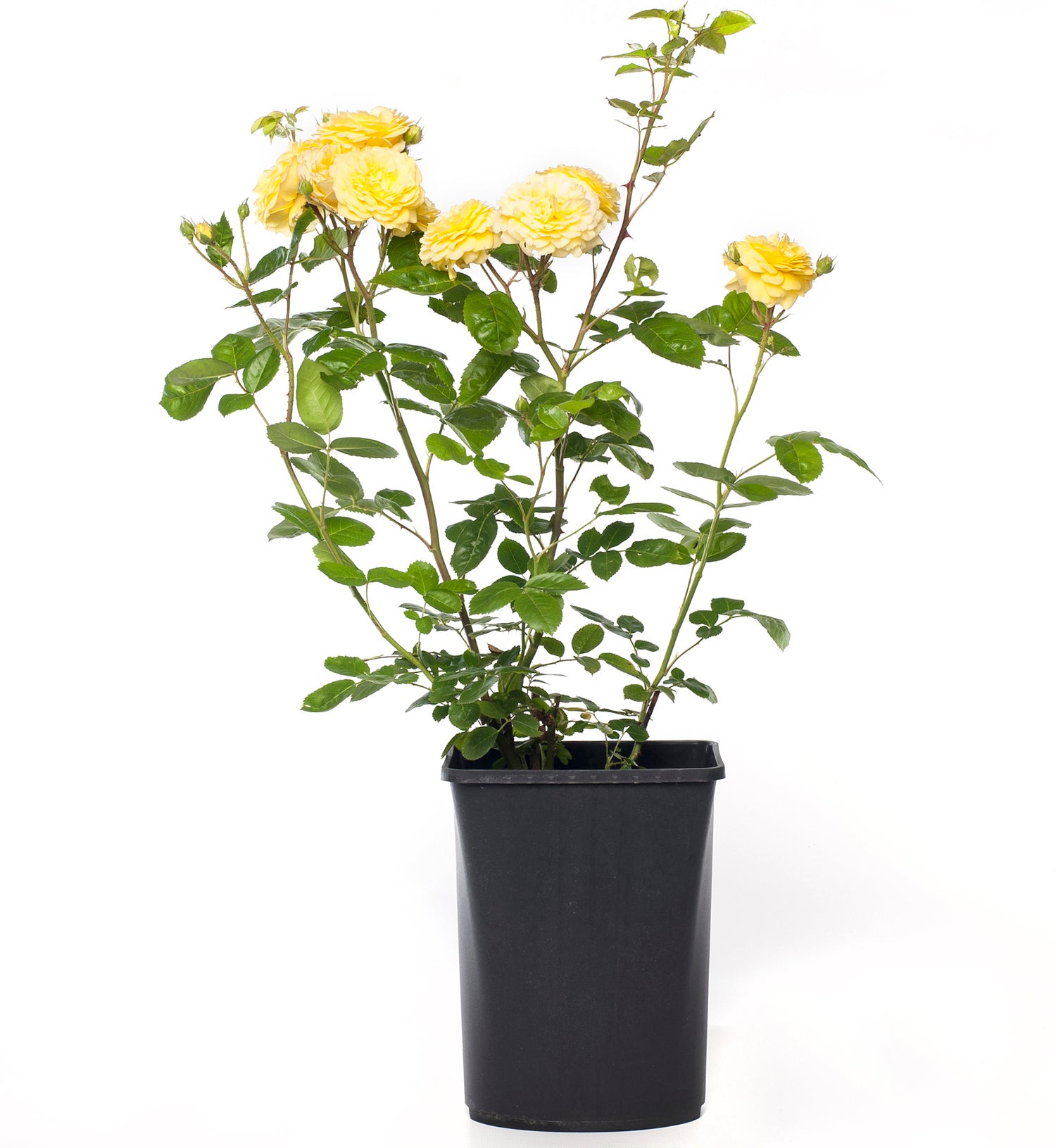 Bodembedekkende roos (Rosa 'Dolly Dot') D 19 H 10 cm