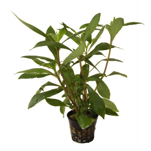 Planta de aquário Hygrophyla Guianensis Robusta