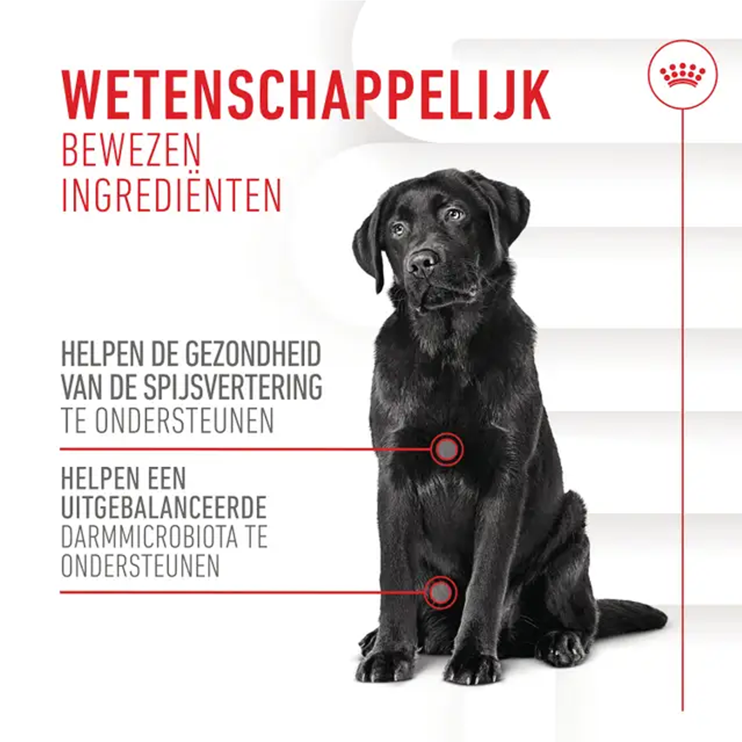 Royal Canin Digestion Supplements Chews Hond