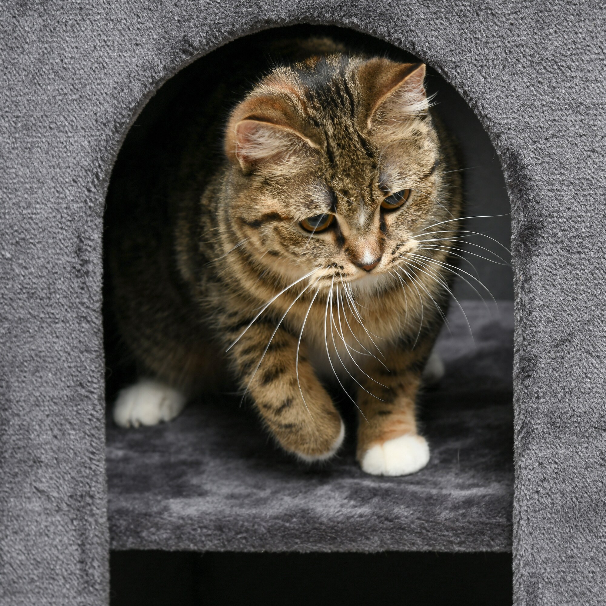 PawHut Kratztonne mit Kratzmatte grau 45L x 45B x 81H cm