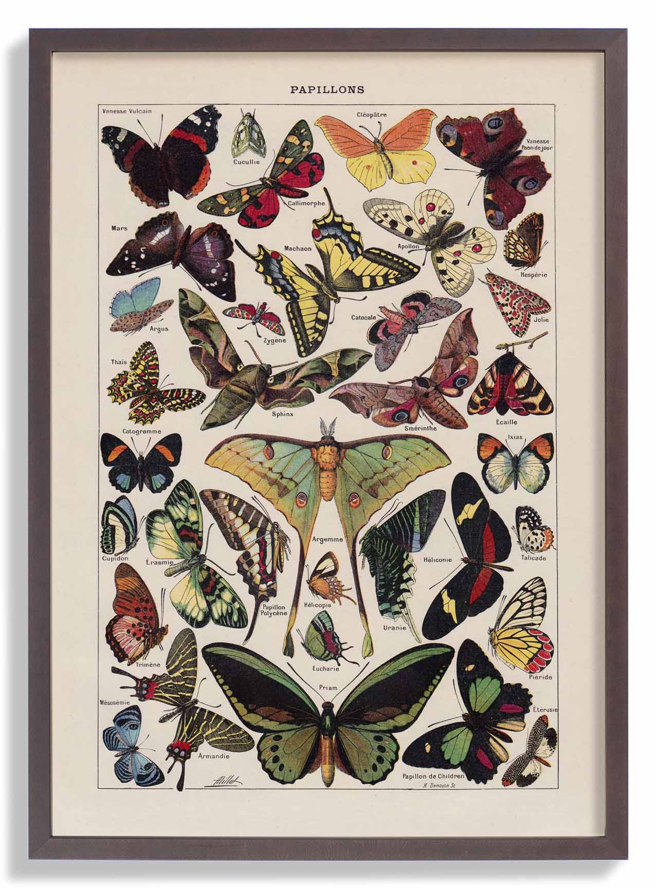 Papillons Larousse