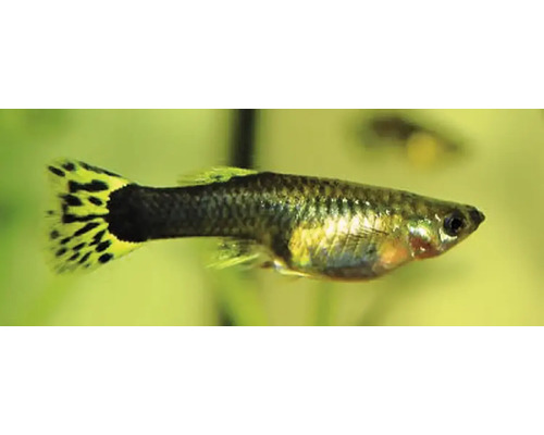 Vis Guppy Vrouw Kleurrijk - Poecilia reticulata W