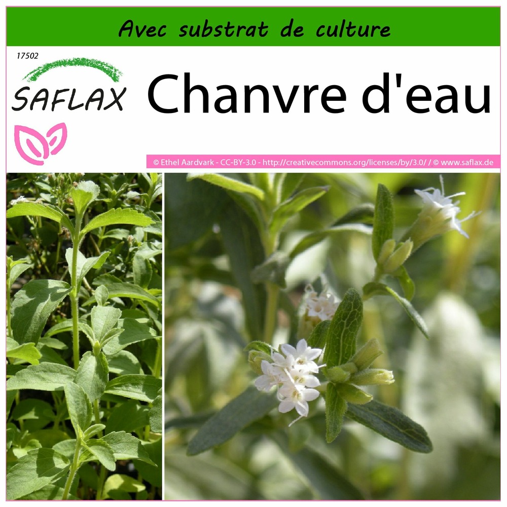 Chanvre d'eau - 100 graines - avec substrat - stevia rebaudiana