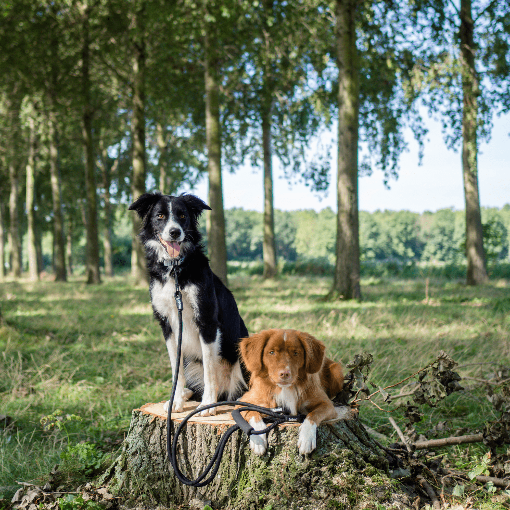 Rebel Petz Verstelbare Duo Riem