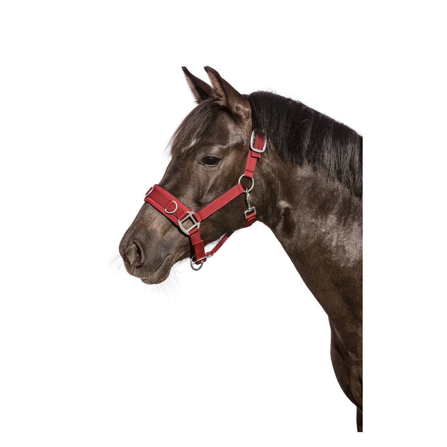 Horse-friends Longier- und Stallhalfter  - bordeaux