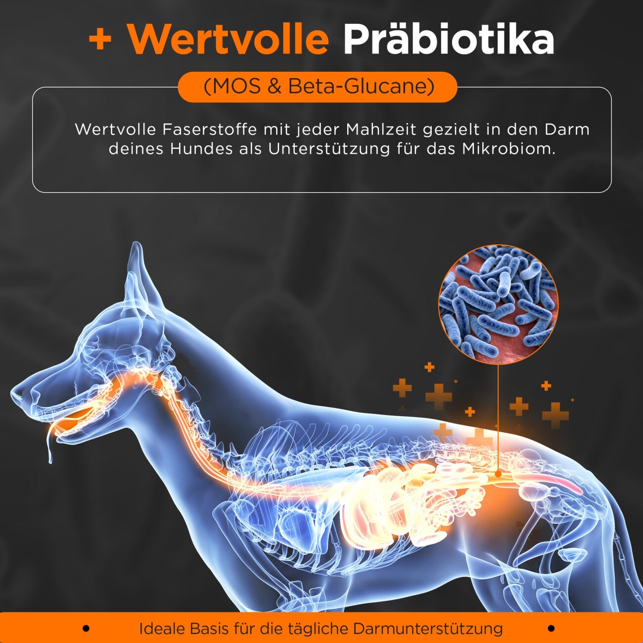 Balloony.pet Balloony Hundefutter Lachs