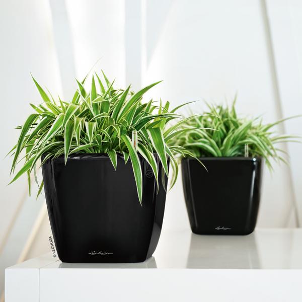 LECHUZA® QUADRO LS, All-in-One-Set