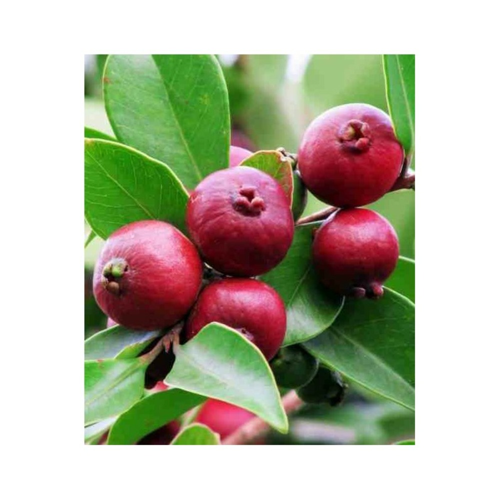 Psidium cattleianum (goyavier de chine et de montevidéo) blanc - taille pot de 7 litres ? 100/120 cm