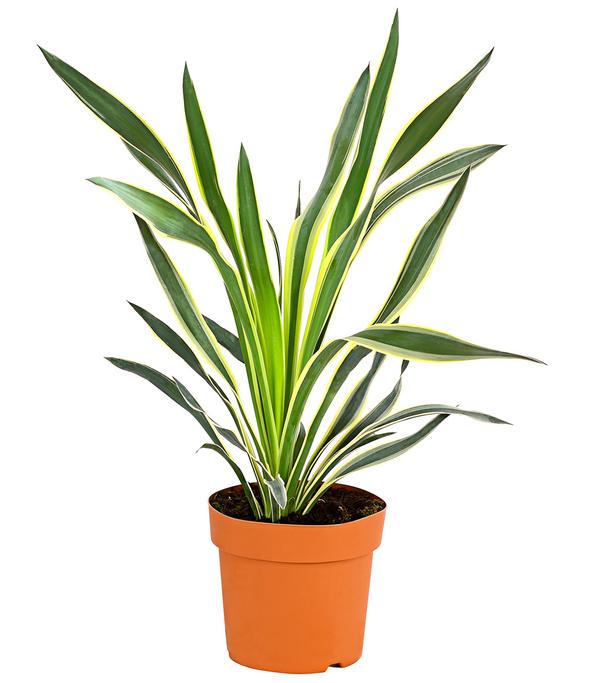 Gelbbunte Kerzen-Palmlilie 'Variegata'