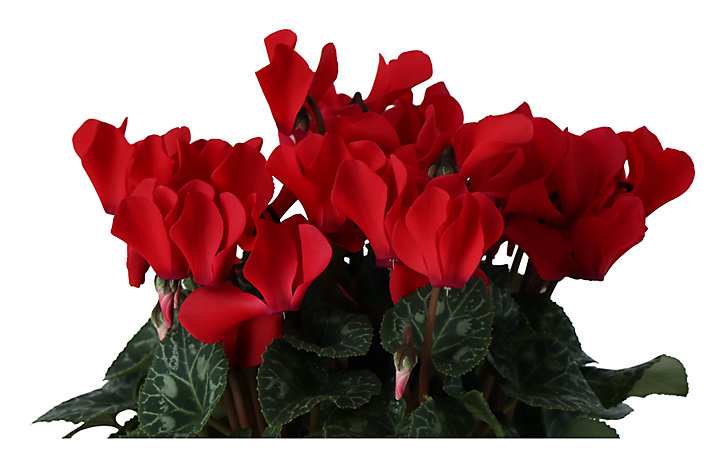 Cyclamen avec pot en zinc 13 cm