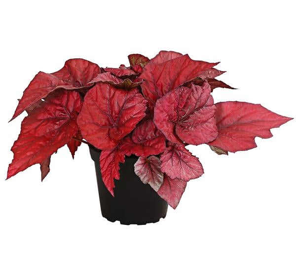Blattbegonie - Begonia rex-Hybride,