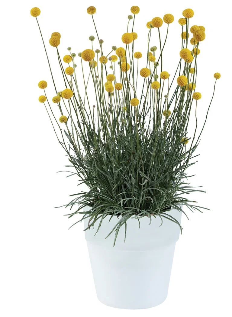 Pycnosorus globosa 'Golf Beauty' Solball 'Golf Beauty' Ø17 cm