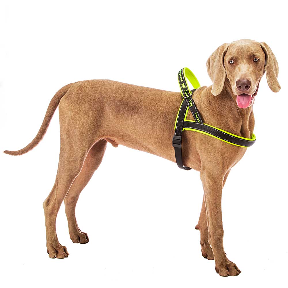 Ferplast harnais de type suédois pour chiens sport dog p large, adaptabilité parfaite, rembourrage souple, coutures