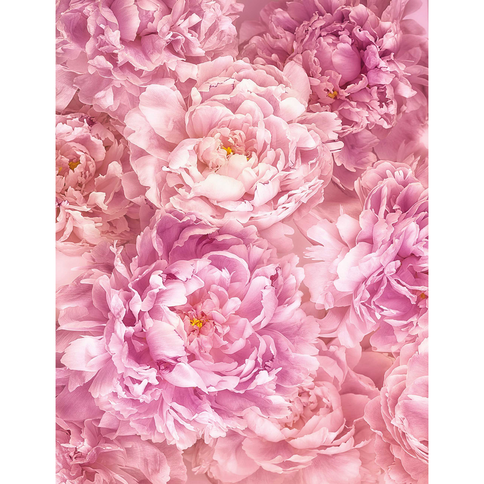 Vlies-Fototapete SOAVE - rosa - 200x260 cm