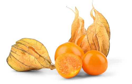 Physalis, Schale