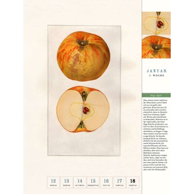 Thorbecke Apfel-Kalender 2026
