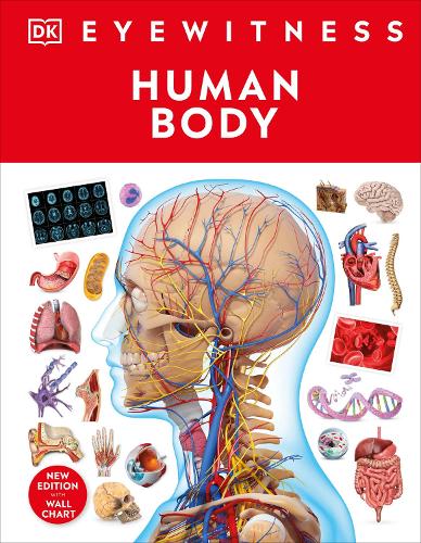 Human Body - DK Eyewitness (Hardback)