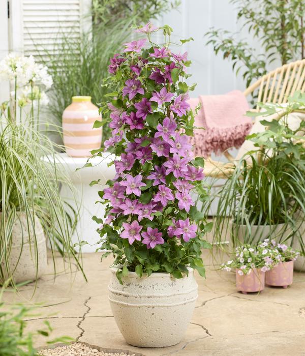 Waldrebe - Clematis 'Bridgewater'